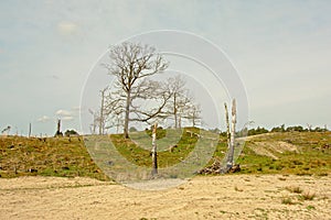 Sandy dunes i a heath landscaperecoering after a fire