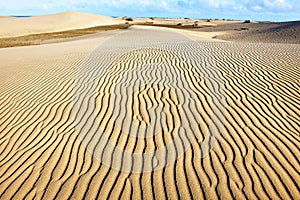 Sandy dunes of Maspalomas. Gran Canaria. Canary Islands.