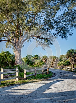 Sandy Florida road leads through cabbage palms in Florida at dawn