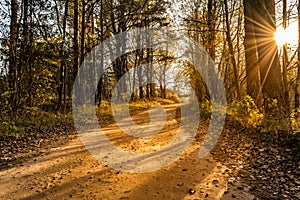 Sandy forest road and trunks of trees with fallen leaves during sunset, nature autumn evening with sun rays