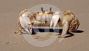 Sandy Ghost Crab