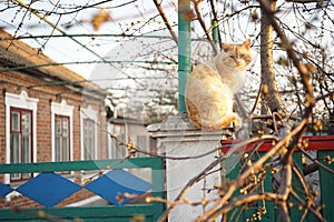 Sandy ginger cat sitting on the rural fence in spring