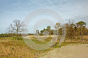 Sandy heath landscape with bare and spruce trees