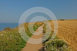Sandy hiking trail along a field on the ciffs on the French Northe sea coast, photo