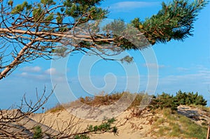 Sandy hill and pine branch, Baltic sand dunes and pines