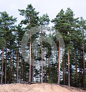Sandy hillside and beautiful pine forest