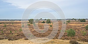 Sandy landscape in Kalmthout heath