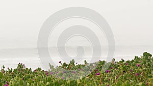 Sandy misty beach California USA. Pacific ocean coast, dense fog on sea shore. Waves in brume haze.