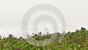 Sandy misty beach California USA. Pacific ocean coast, dense fog on sea shore. Waves in brume haze.