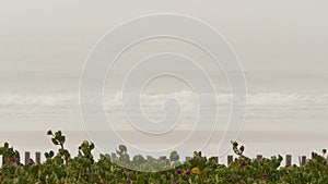 Sandy misty beach California USA. Pacific ocean coast, dense fog on sea shore. Waves in brume haze.