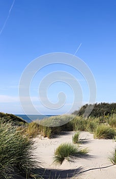 Sandy natural beach with dunes. Green grass on dunes.