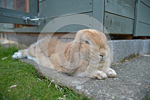 Sandy orange lop rabbit lies relaxed on stone slab to cool off next to her teal shed