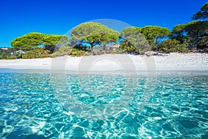 Sandy Palombaggia beach with pine trees and azure clear water, C