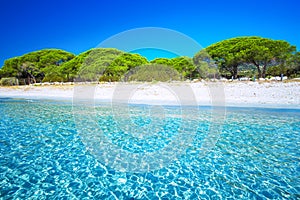 Sandy Palombaggia beach with pine trees and azure clear water, C