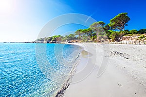 Sandy Palombaggia beach with pine trees and azure clear water, C