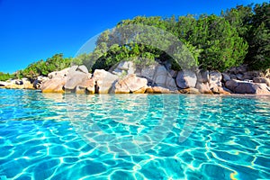 Sandy Palombaggia beach with pine trees and azure clear water, Corsica, France