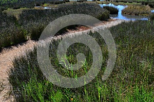 Sandy passsage leading towards coast marshland near healing muds of Nin, Croatia, Adriatic