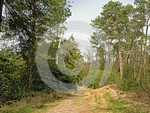 Sandy path in abetween pine trees in a heath landscape