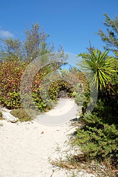 Sandy Path Through Beachside Plants and Shrubs