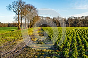 Sandy path beside a boxwood nursery