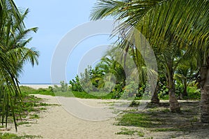 Sandy path through coconut palm tree forest to the beach