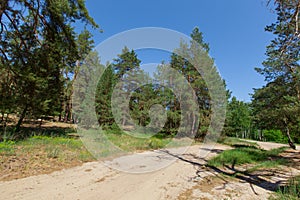 Birch on the edge of a coniferous forest sandy path