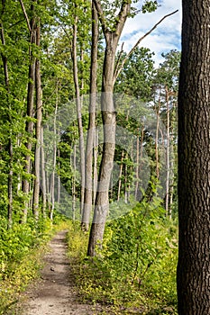 Sandy path in the forest Mazovia