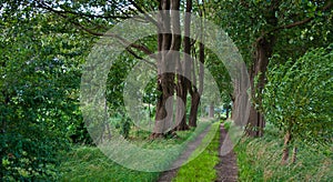 A sandy path between old beech trees