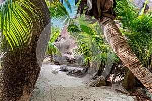 Sandy path surrounded by granite rocks and palm trees in world famous beach Anse Source d\'Argent