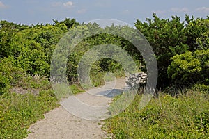 Sandy path to beach through bushes and grass