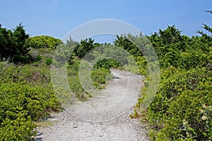 Sandy path to beach through bushes and grass