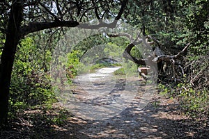 Sandy path to beach through trees, bushes and grass