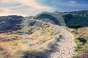 A sandy pathway leading the way to Wharariki Beach