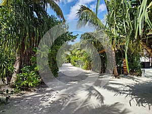 Sandy pathway between palm trees on an island in the Maldives