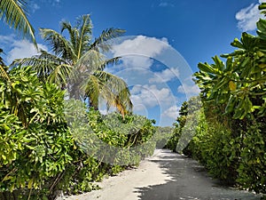 Sandy pathway between trees and bushes under blue sky in the Maldives