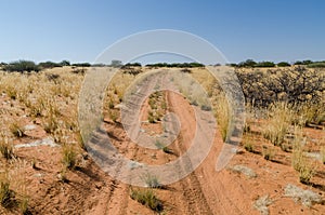 Sandy red dirt road with tire tracks leading through arid landscape with dry yellow grass and bushes, Namibia, Africa