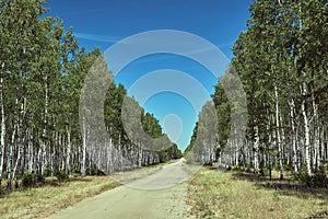 Sandy road through a birch coppice during summer photo