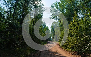 A sandy road in a dense forest