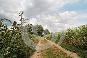 Sandy road through the fields of corn and sunflowers