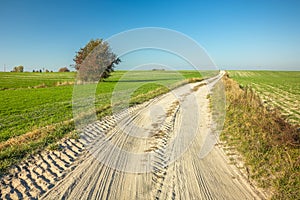 Sandy road through fields and a lonely tree