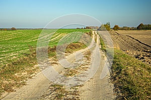 Sandy road through fields to the horizon