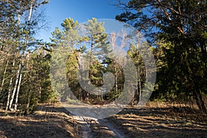 A sandy road in the forest and a forked pine tree