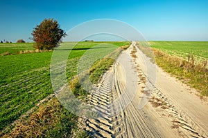 Sandy road and green fields, lonely tree and blue sky