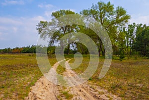 sandy road among green prairie