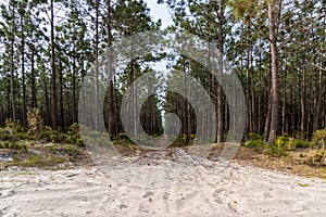 Sandy road leads to the horizon through endless pine forest