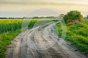 Sandy road by a rape field and the evening sky