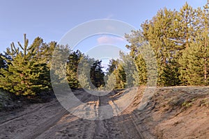 Sandy road in a sunny pine forest trees landscape