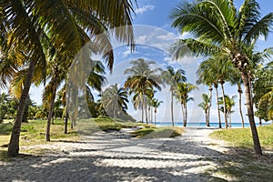 Sandy road to the sea. the path among the palm trees. Summer. Sunny day. Noon. Cuba, the beach of Varadero Atlantic