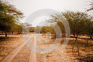 Sandy road. Wild life in Safari. Baobab and bush jungles in Senegal, Africa. Bandia Reserve. Hot, dry climate