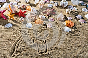 On the sandy sea beach there is a drawing - palm trees. Sandy shore of a sea beach full of abandoned shells